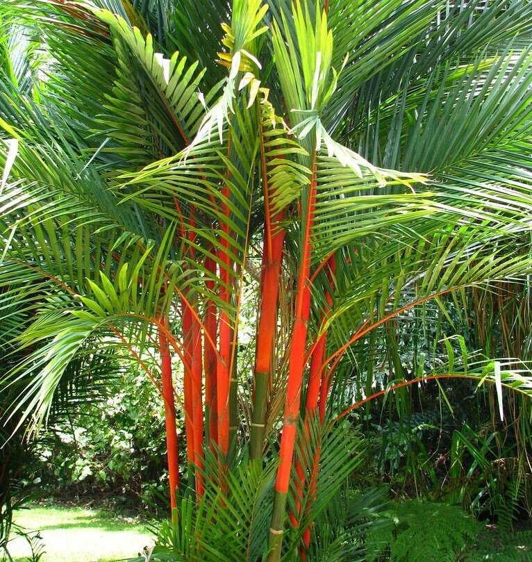 Super 10 Seeds Cyrtostachys Renda Rare Sealing Wax Lipstick Palm UK Plant