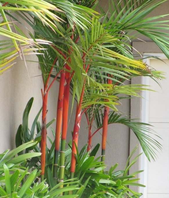 Super 10 Seeds Cyrtostachys Renda Rare Sealing Wax Lipstick Palm UK Plant