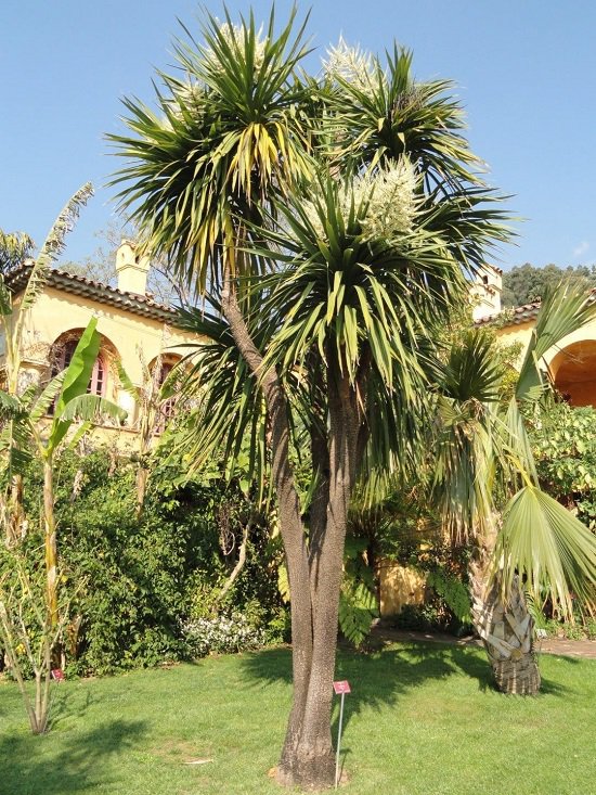 Super 20 Seeds Cordyline Australis Torbay Cornish Cabbage Palm UK Plant