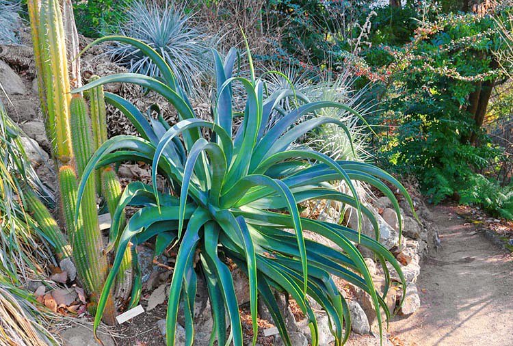 Super 10 Seeds Agave Vilmoriniana Octopus Hardy Exotic Amole UK Plant