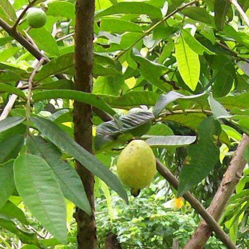 Super Plants Barbie Pink Guava Baby Psidium Guajava Live Tree