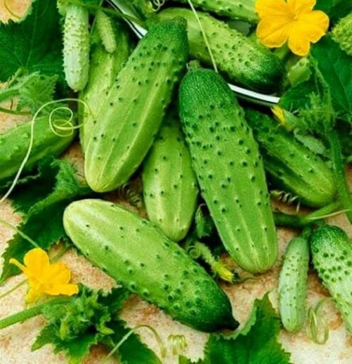 Super 90 Seeds Tape Vegetable Cucumis Sativus F1 Cucumber Easy To Sow