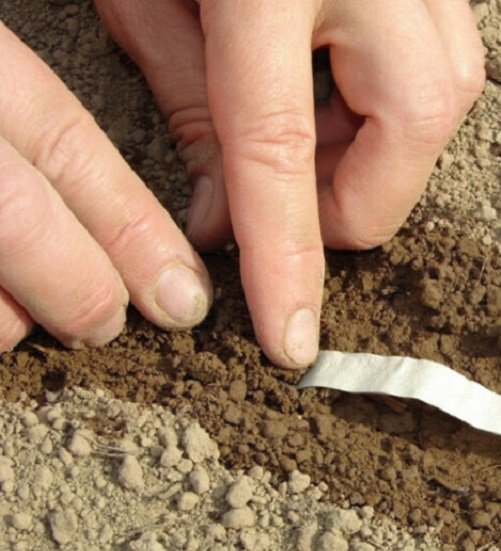 Super 90 Seeds Tape Vegetable Cucumis Sativus F1 Cucumber Easy To Sow