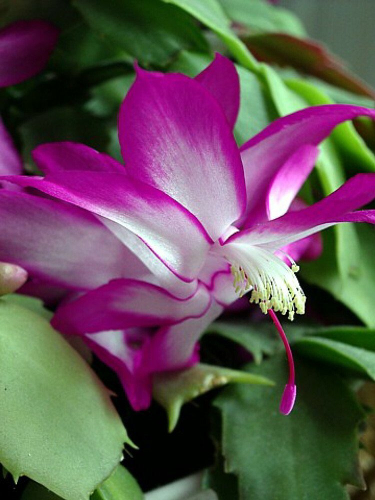 Zygocactus Cyber Dancer Fuchsia Pink Christmas Cactus Plant