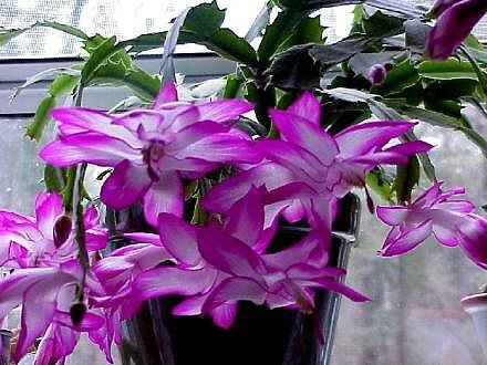 Zygocactus Cyber Dancer Fuchsia Pink Christmas Cactus Plant