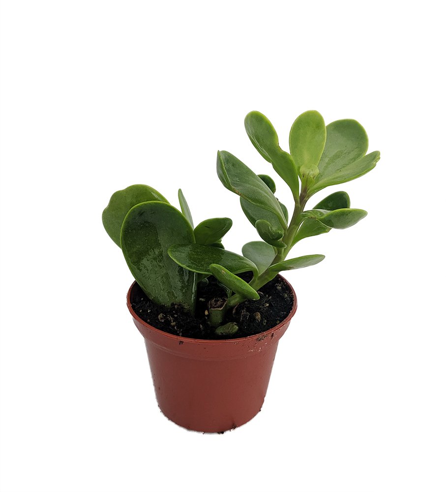 Senecio jacobsenii Trailing Jade Plant Easy to grow