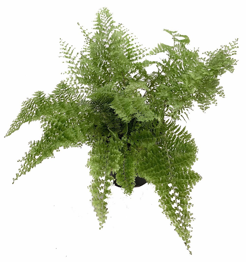 Nephrolepis exaltata Smithii Rare Cotton Candy Fern