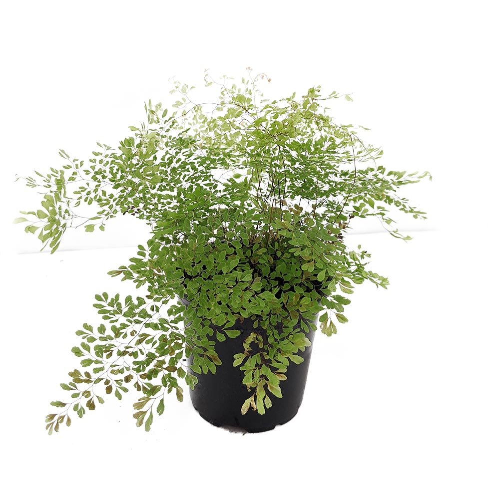 Adiantum MaidenHair Fern Indoor Plant