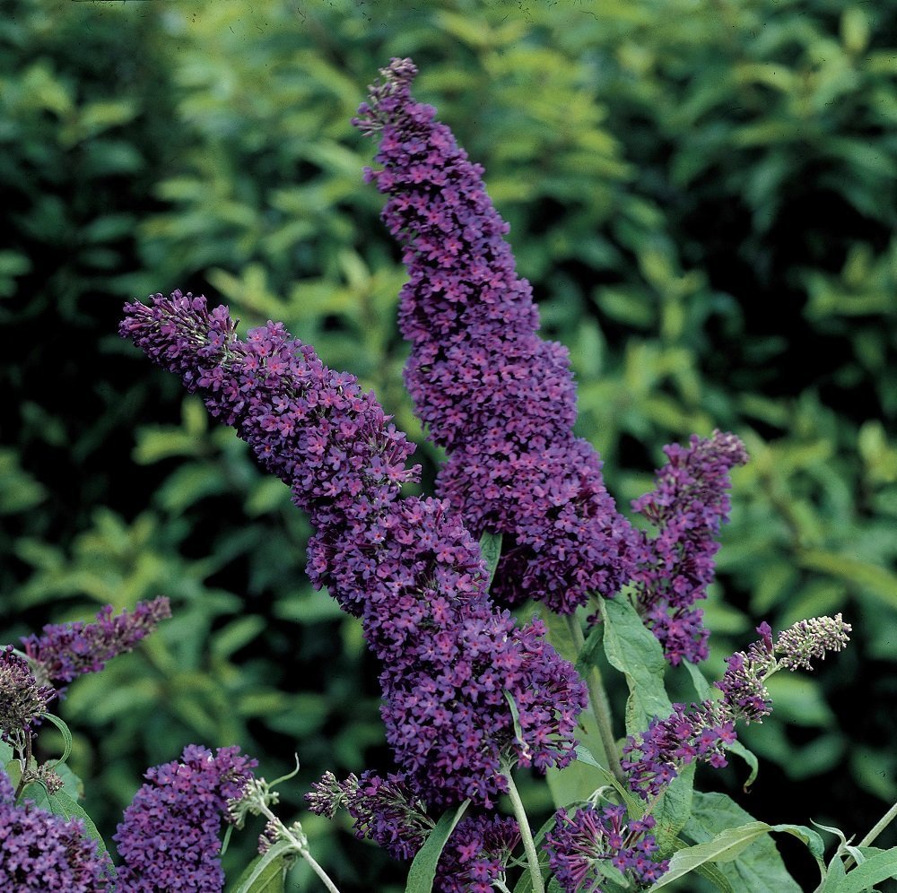 Buddleia Black Knight Butterfly Bush Hardy Oldtimer