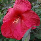 Huge Flowers Cherry Brandy Giant Hibiscus Rose Mallow Perennial