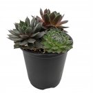 Sempervivum Chick Charms Trio Berries and Cream