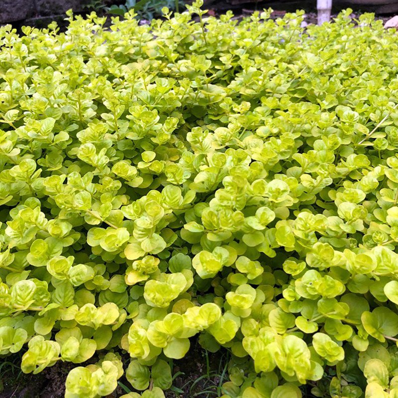 Lysimachia Creeping Jenny Goldilocks Moneywort