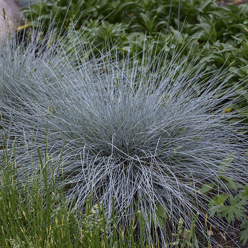 Festuca Blue Whiskers Fescue Grass