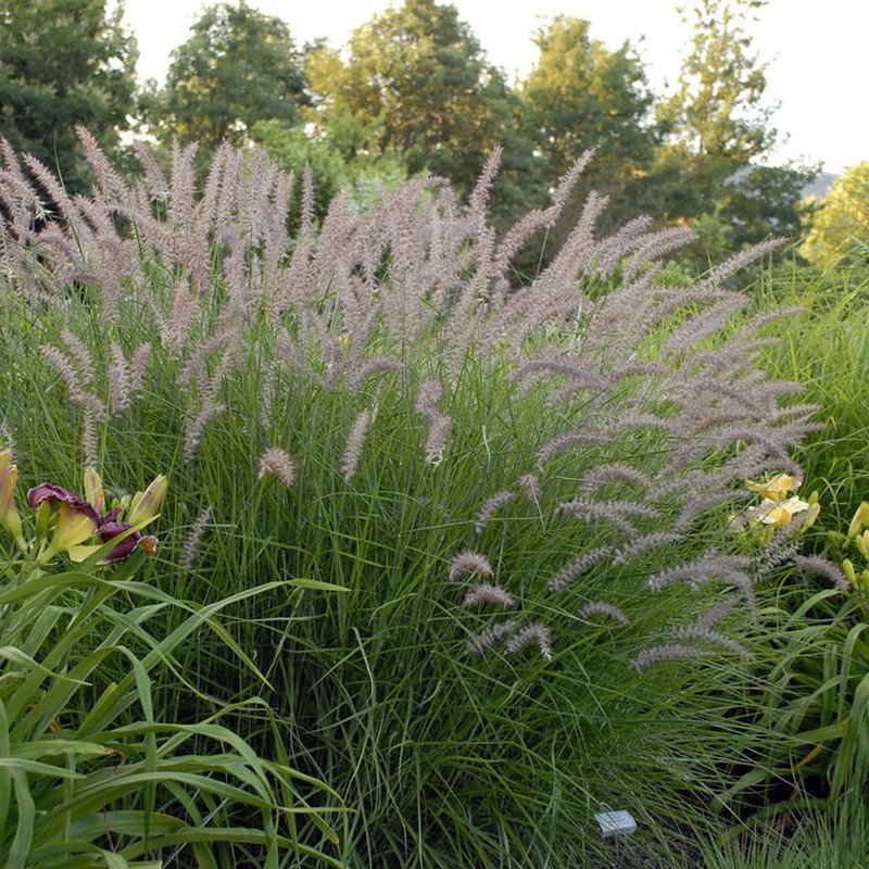 Pennisetum orientale Karley Rose Fountain Grass