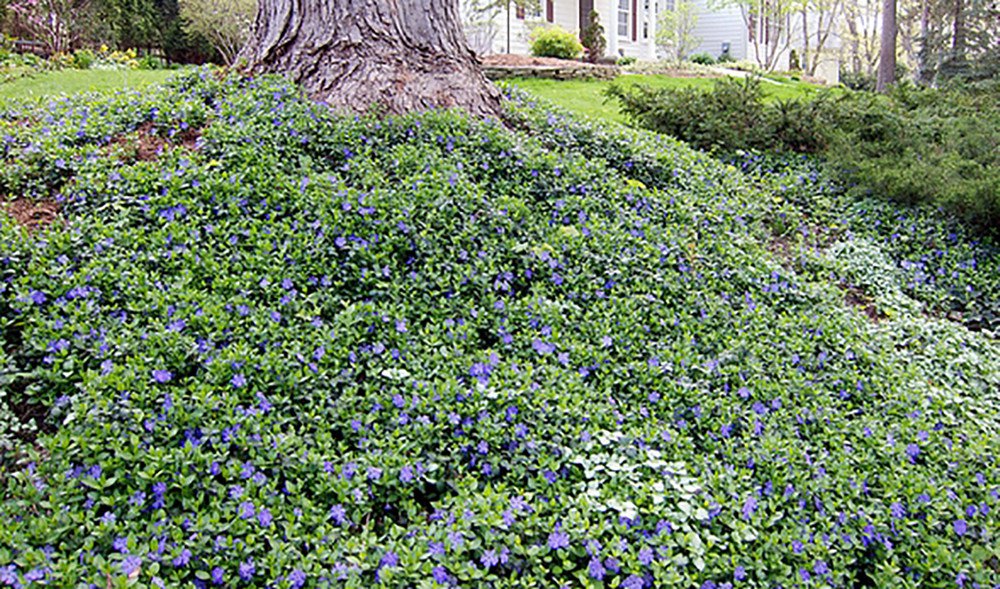 Bowles Myrtle Vinca Minor Hardy Groundcover