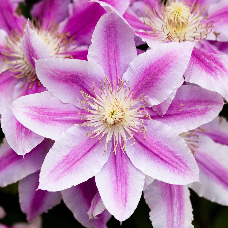 Candy Stripe Clematis Vine Two Toned Lavender and Pink Blooms