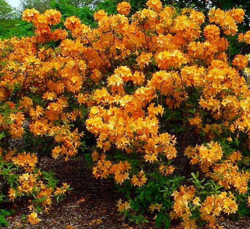 Deciduous Exbury Azalea Golden Lights