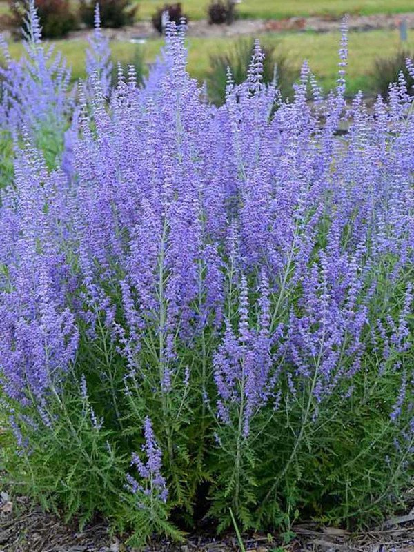 Perovskia Atriplicifolia Blue Jean Baby Russian Sage Plant