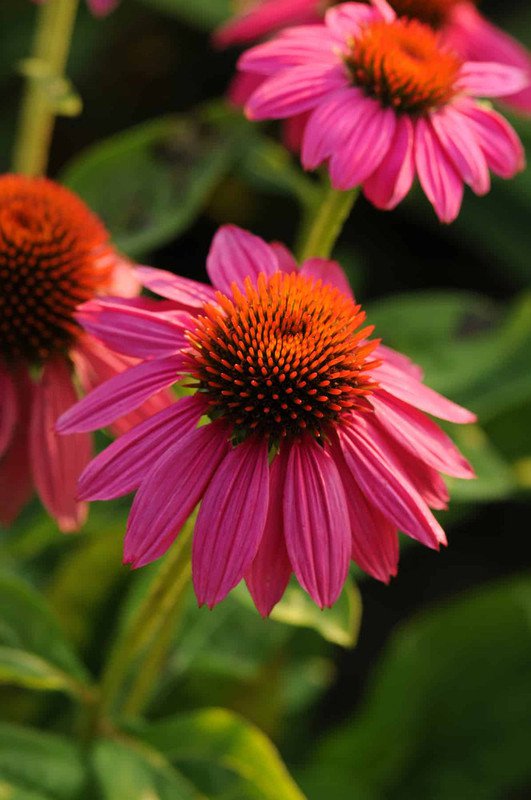 Echinacea Pow Wow Wild Berry Coneflower