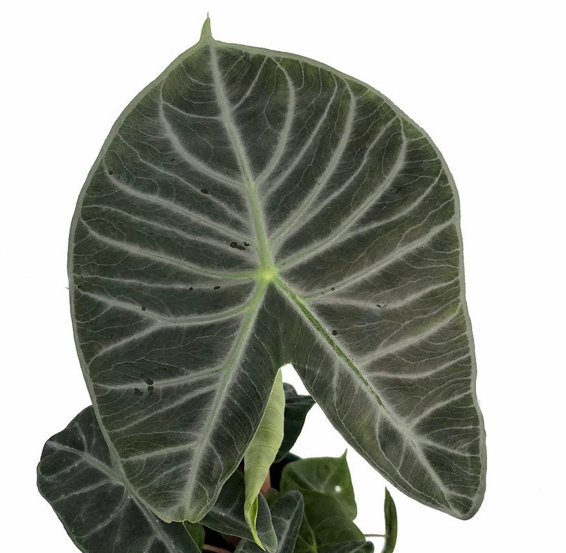 Alocasia Elephant Ear Ivory Coast African Mask Garden Plant