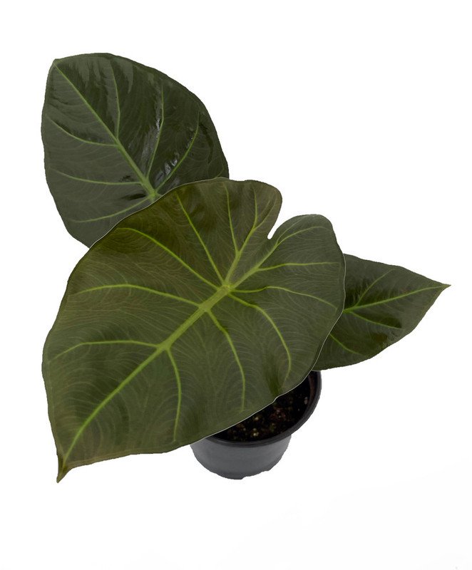 Alocasia longiloba Rare Dragons Tooth Elephant Ear Garden Plant