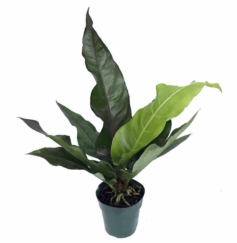 Anthurium Water Dragon Garden Plant
