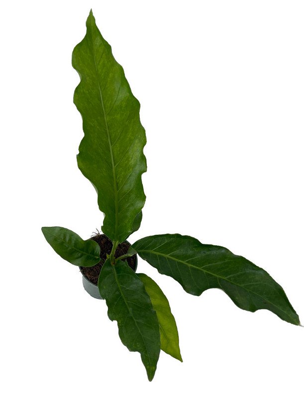 Anthurium Variegated Hookeri Birds Nest Garden Plant