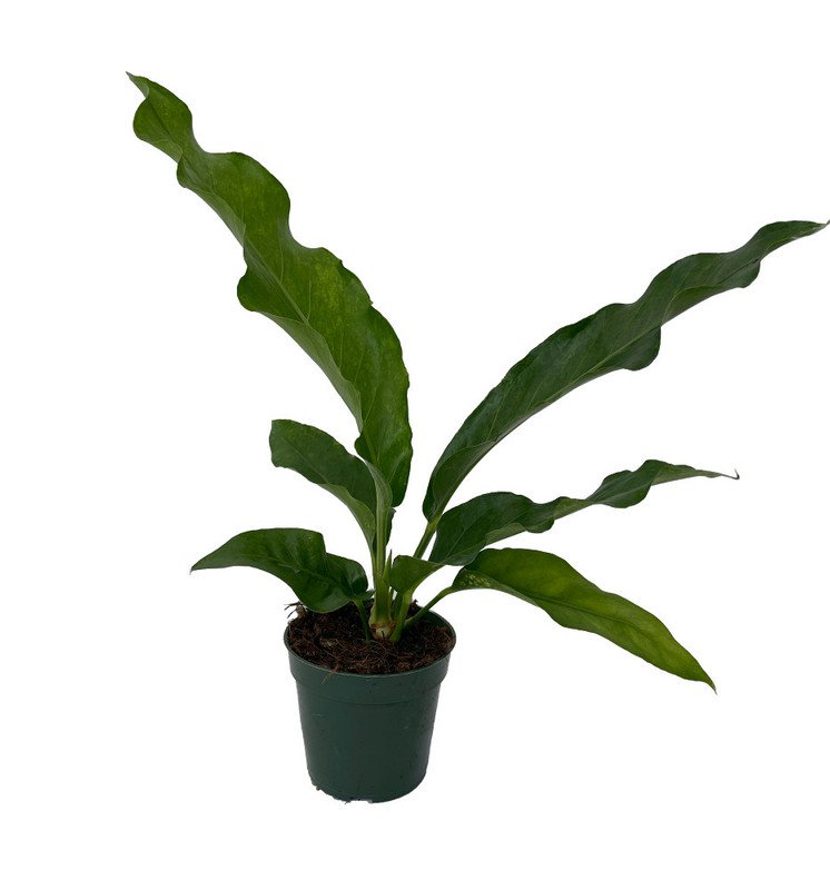 Anthurium Variegated Hookeri Birds Nest Garden Plant