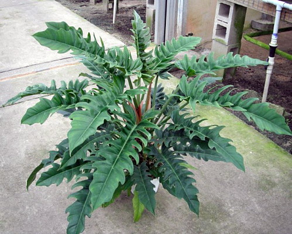 Philodendron Jungle Boogie Garden Plant