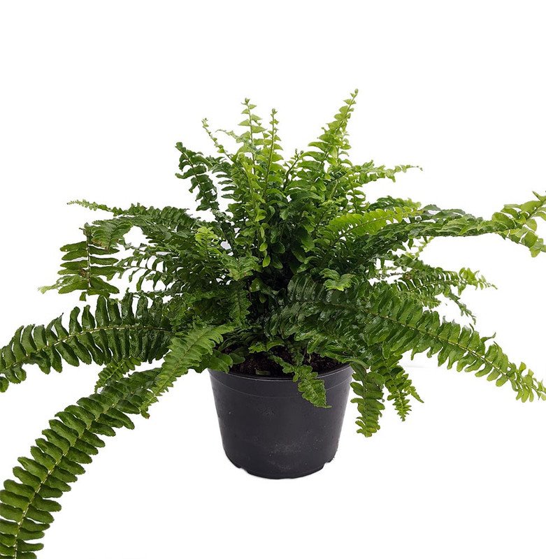 Nephrolepis obliterata Medusa Fern Garden Plant