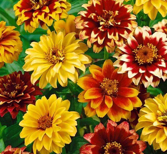 Zinnia Haageana Double Bicoloured Flower Old Mexico Dwarf 300+ UK Seeds