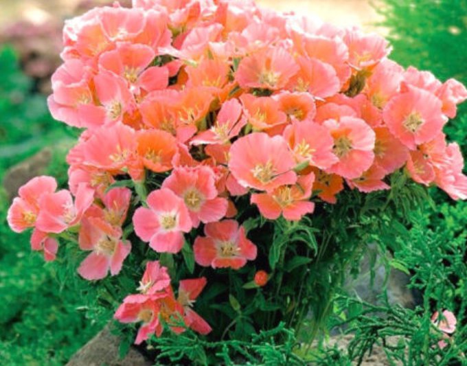 Godetia grandiflora Azaleaflora Orange Glory Beautiful Flower 2000 UK Seeds