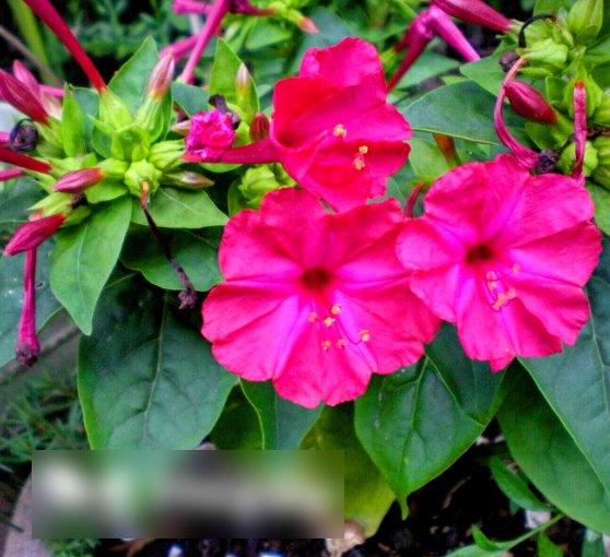 Mirabilis jalapa Fluorescent Four oclock Flower Violet Pink 40+ UK Seeds