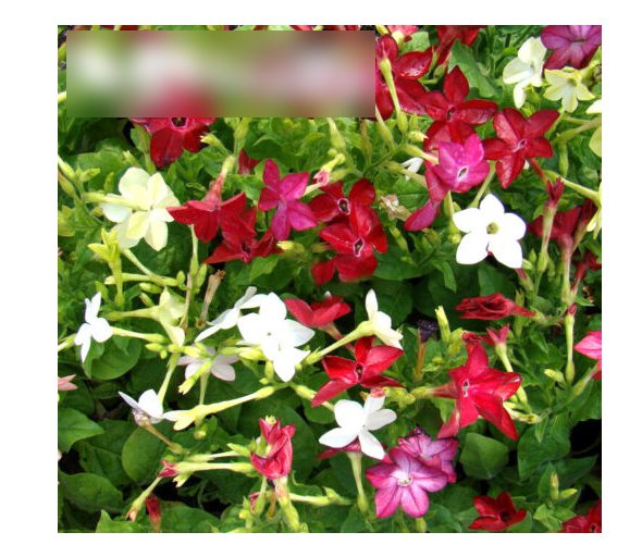 Nicotiana Grandiflora Winged Flowering Tobacco Sensation Mix Uk Seeds