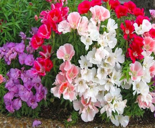 Godetia grandiflora Clarkia Amoena Dwaraf Monarch Mix 4000 UK Seeds