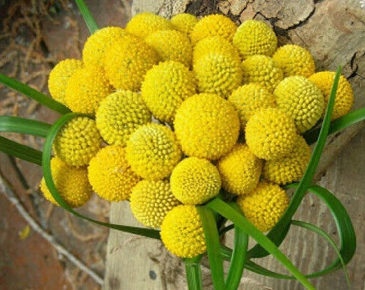 Craspedia globosa Billy Buton Drumstick Yellow Annual Flower 300 UK Seeds