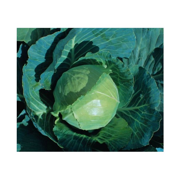 Cabbage Earliest Of All Vegetable Garden 600+ GB Seeds