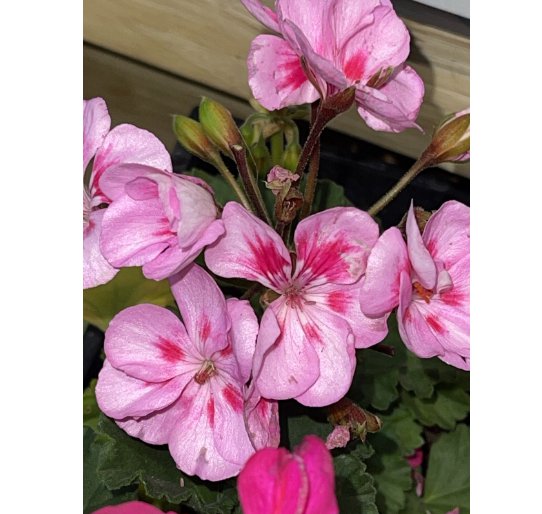 Pelargonium Pink Sizzle Bicolor Red Eye Geranium