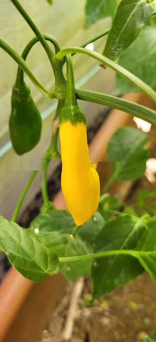 aji chile de peru lemon flavor chili 20 ES Seeds quite spicy