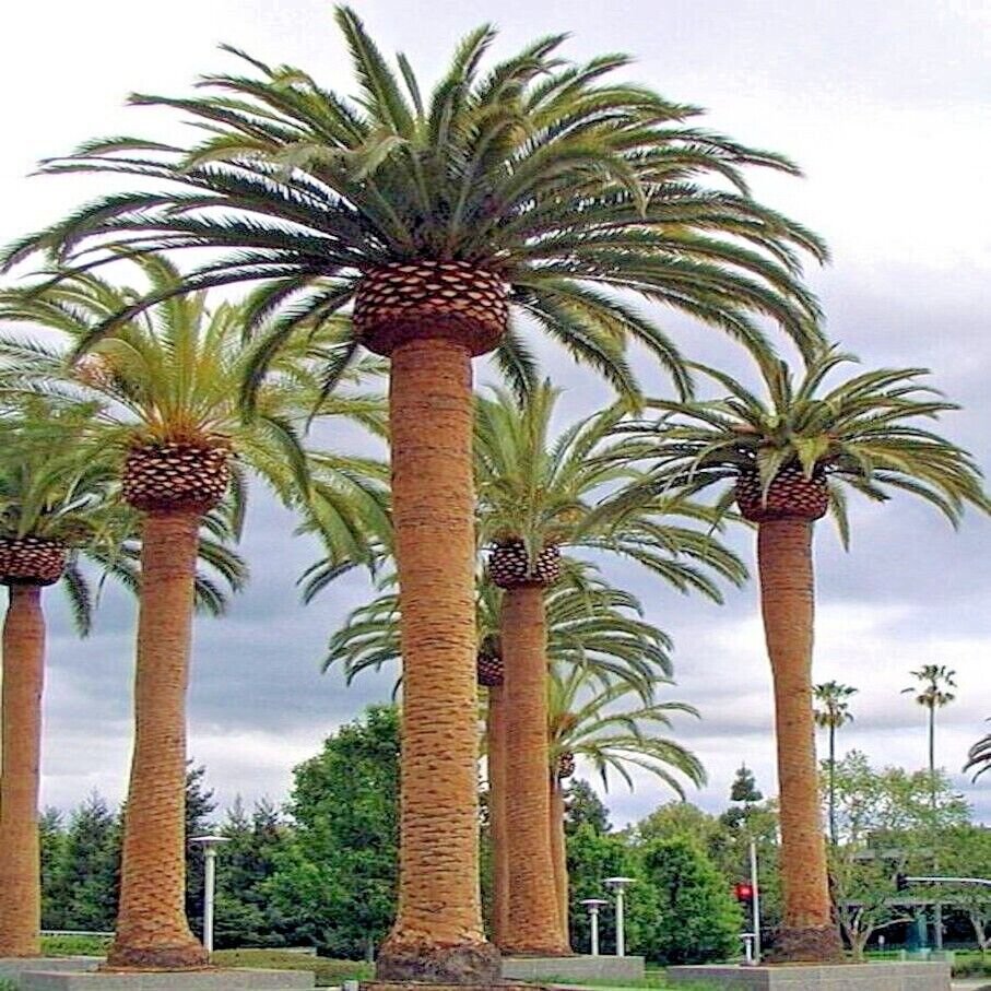 Phoenix Canariensis CANARY ISLAND DATE PALM Tree 10 Seeds Hardy Fruit Plant