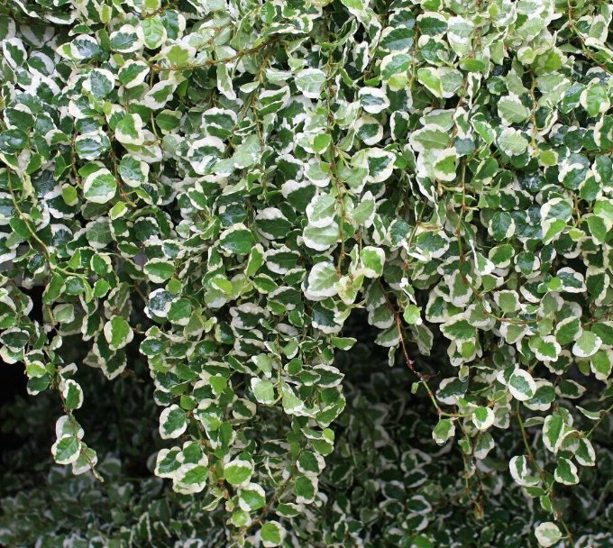 Ficus Pumila Variegata Creeping Fig Young UK Plant