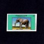 EYNHALLOW (SCOTLAND) - 1982 - ELEPHANT - AFRICAN ELEPHANT - MINT SINGLE!