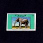 EYNHALLOW (SCOTLAND) - 1982 - ELEPHANT - AFRICAN ELEPHANT - MINT SINGLE!