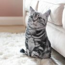 Ankit Dye Cut Kitty Pillow