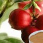 Camu Camu ORGANIC RAW powder 140 Grams Detox  healthy skin heart eyes Lots
