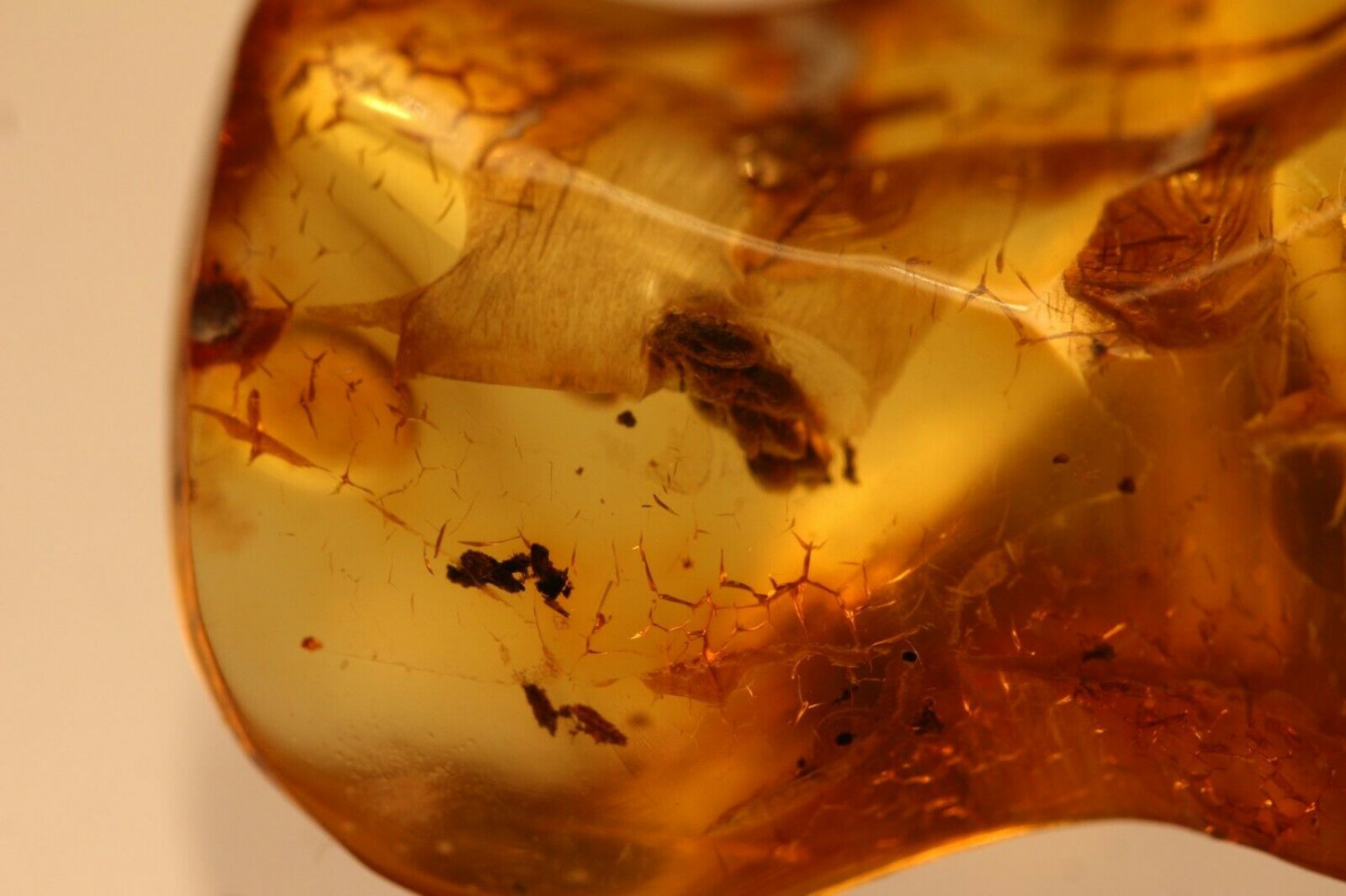 Natural Baltic Amber insects , FOSSIL ,..,,plant and ant