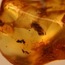 Natural Baltic Amber insects , FOSSIL ,..,,plant and ant