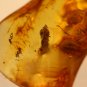 Natural Baltic Amber insects , FOSSIL ,..,,plant and ant