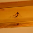 Natural Baltic Amber insects , FOSSIL .. mosq,,