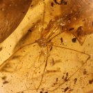 Natural Baltic Amber insects, FOSSILS. ,,long-legged spider